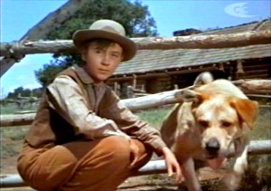 Old-Yeller-pics-old-yeller-30507787-500-353
